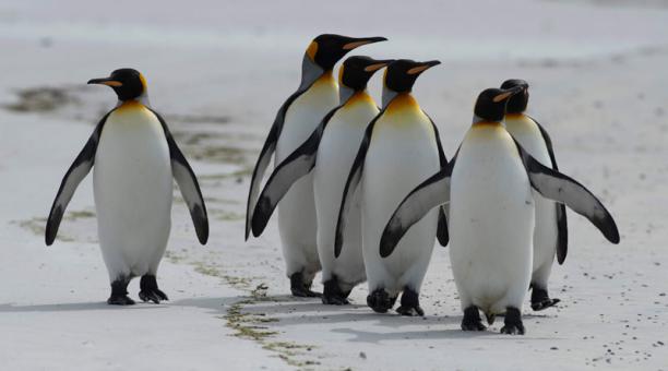 Científicos resultaron drogados por gases producidos de las heces de los pingüinos
