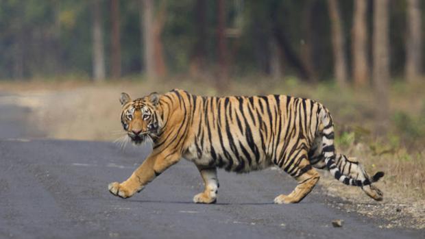 ¡Alerta! Tigres de Asia están en peligro de extinción por construcción de carreteras