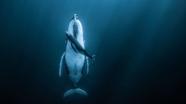 (+Fotos) Conmovedora imagen de una ballena y su cría ganó un premio de 120 mil dólares