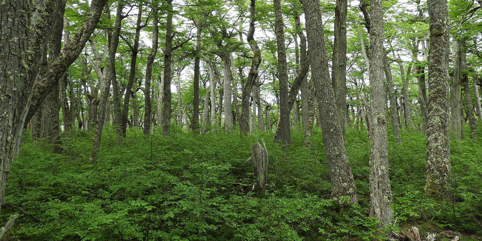 Rompiendo mitos de la ley SBAP por la urgencia de proteger parques y especies nativas de Chile