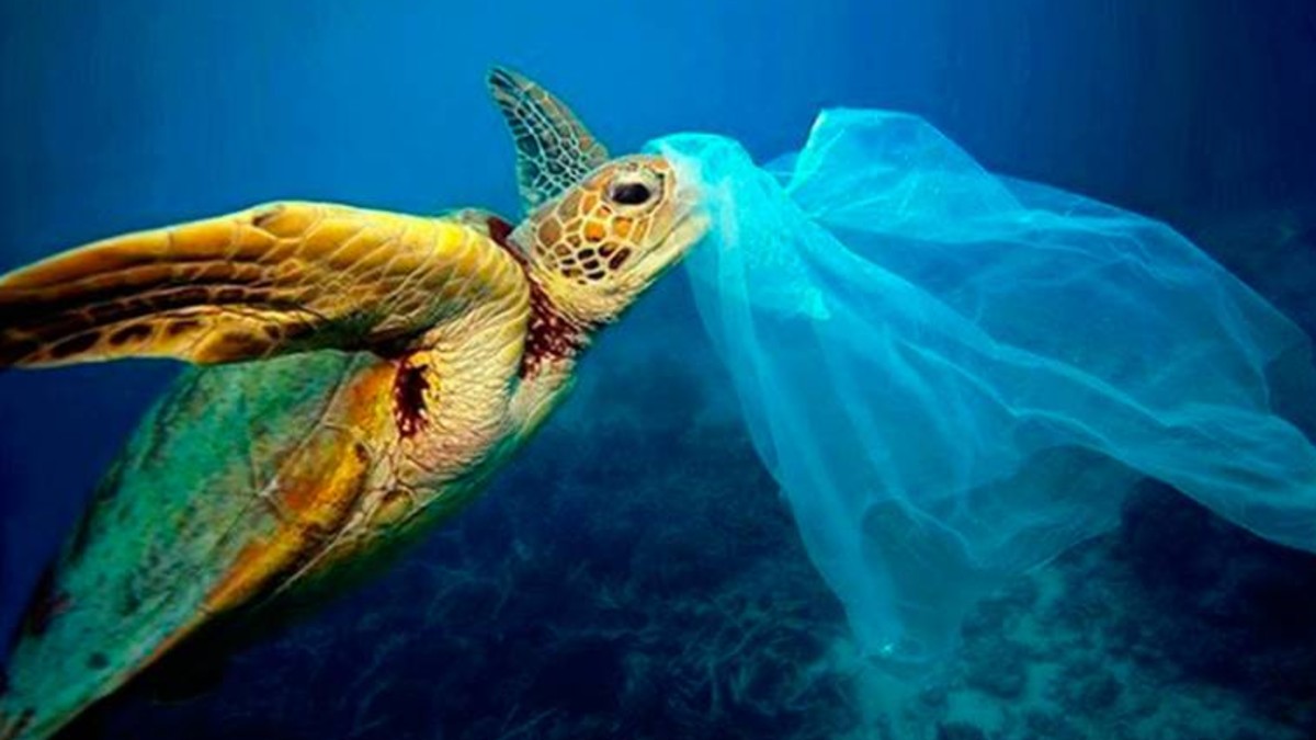 Experto afirma que existe 1 kilo de plástico por cada 3 kilos de peces en el océano