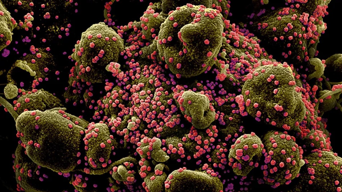 China consigna ante la OMS el genoma del coronavirus detectado en Pekín