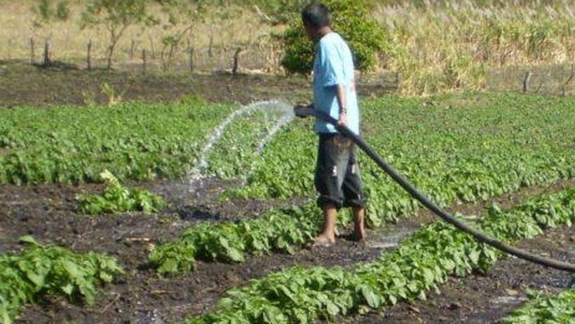 Piden bono de apoyo productivo-alimentario para la agricultura familiar campesina