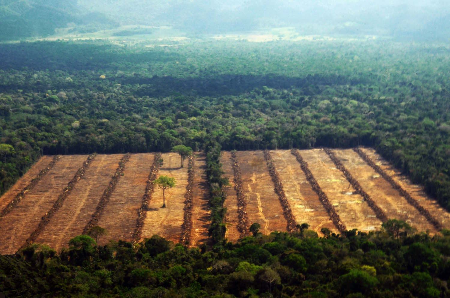 Para evadir la culpa, Bolsonaro planea divulgar qué países importan madera ilegal de Amazonía brasileña