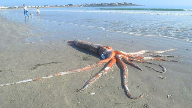 Un calamar gigante de 300 kilos muere en una playa de Sudáfrica