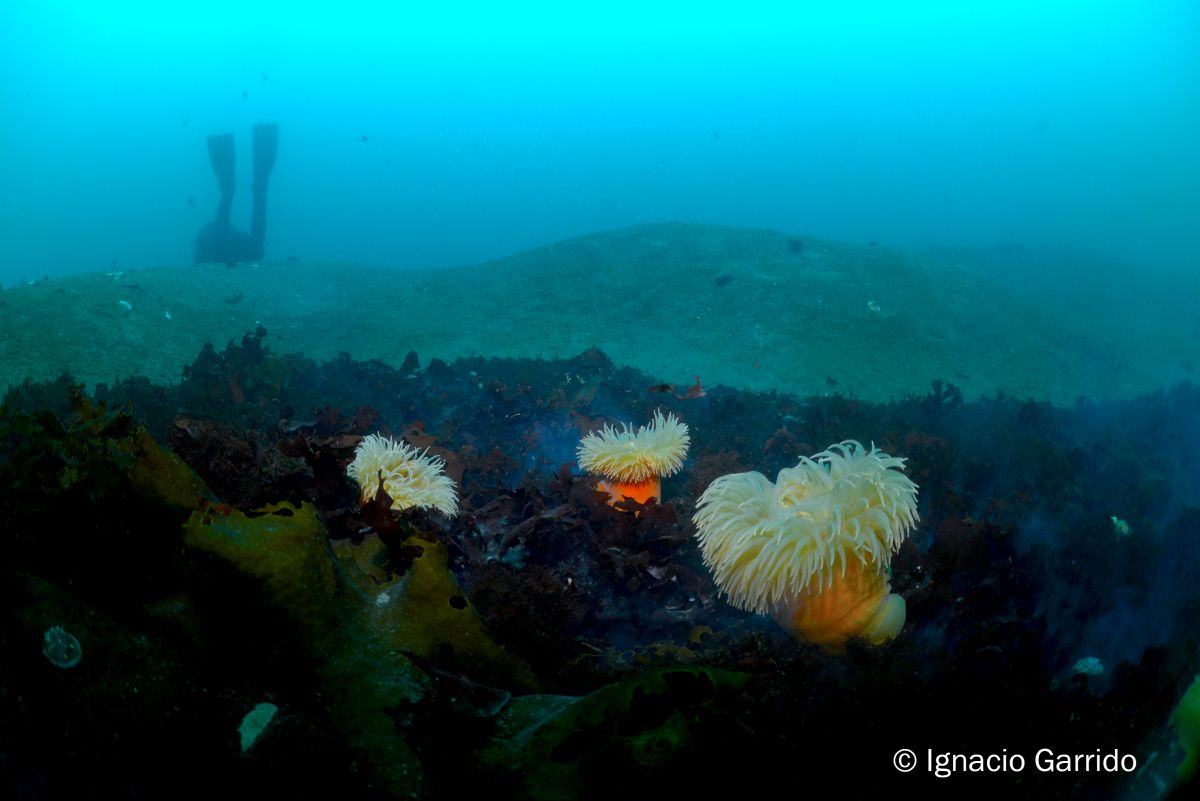 COP26: Acuerdan protección de ecosistemas marinos en el Pacífico