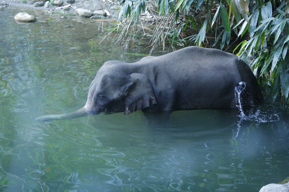 Crueldad animal: Elefanta embarazada muere al comer fruta con explosivos