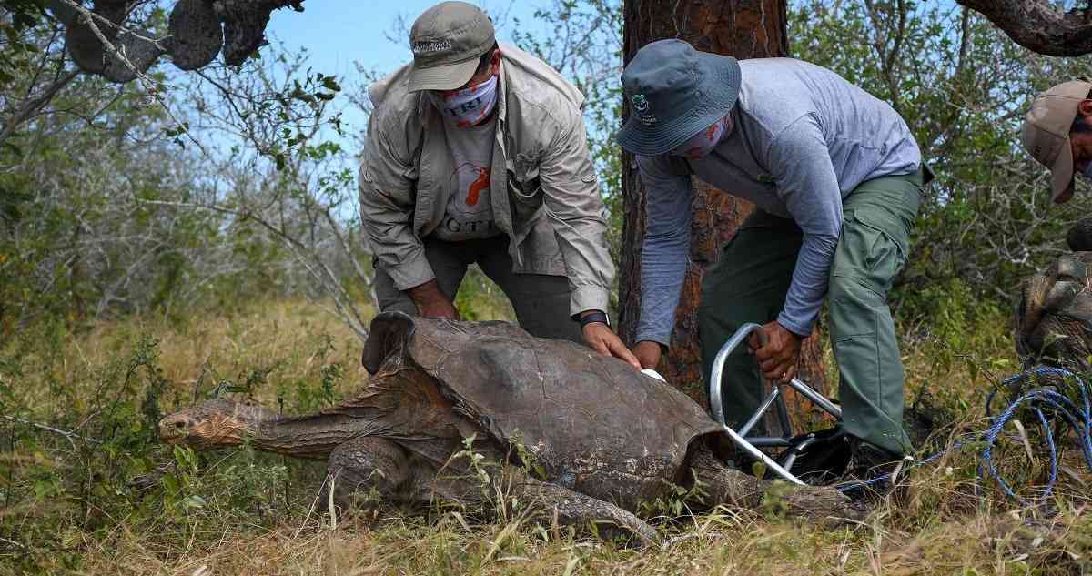 Tortugas regresan a isla del Archipiélago de Galápagos tras décadas en cautiverio