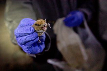 Científicos rusos estudiarán murciélagos de Siberia buscando nuevos coronavirus