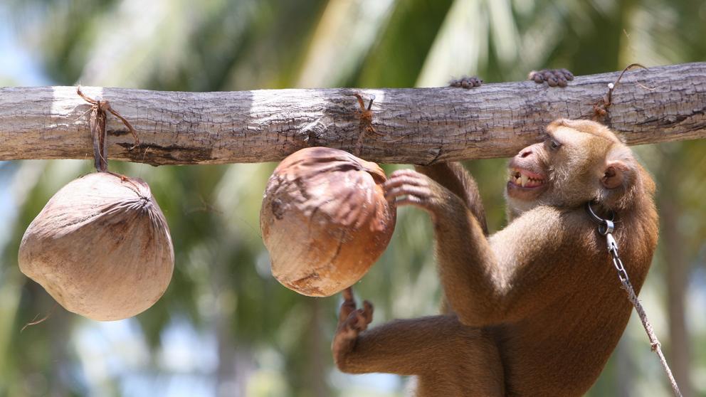 Denuncian a industria del coco de Tailandia por esclavización de chimpancés