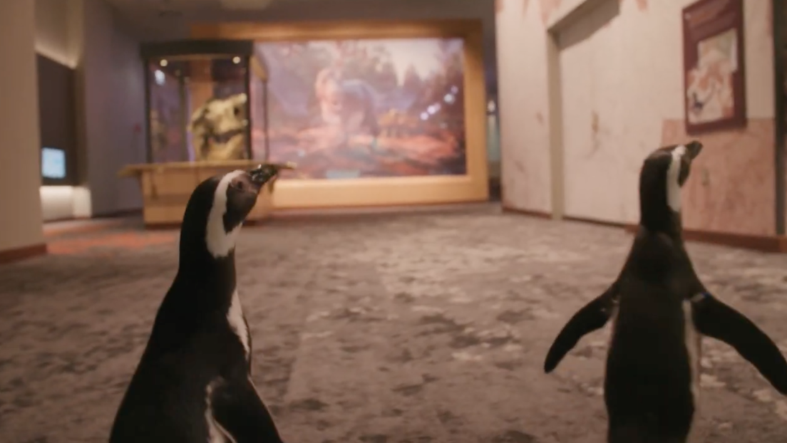 (Video) Una pareja de pingüinos va de visita a un museo cerrado por la pandemia de COVID-19