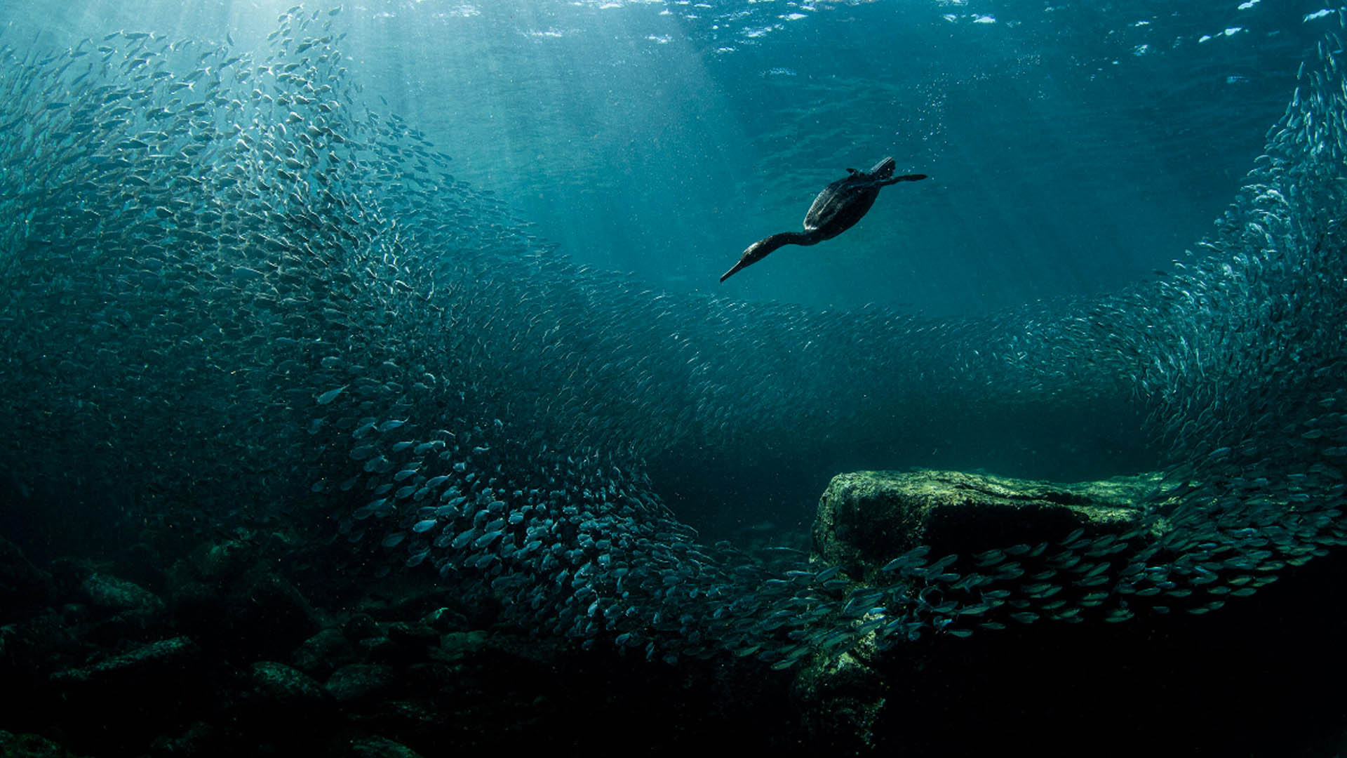 (+ Fotos) Increíble imagen de un ave gana The 2020 Audubon Photography Awards