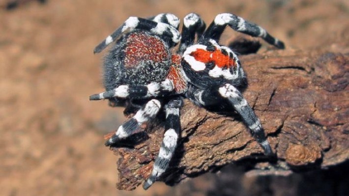 Conoce a la araña Loureedia phoenixi, una especie parecida al “Joker”