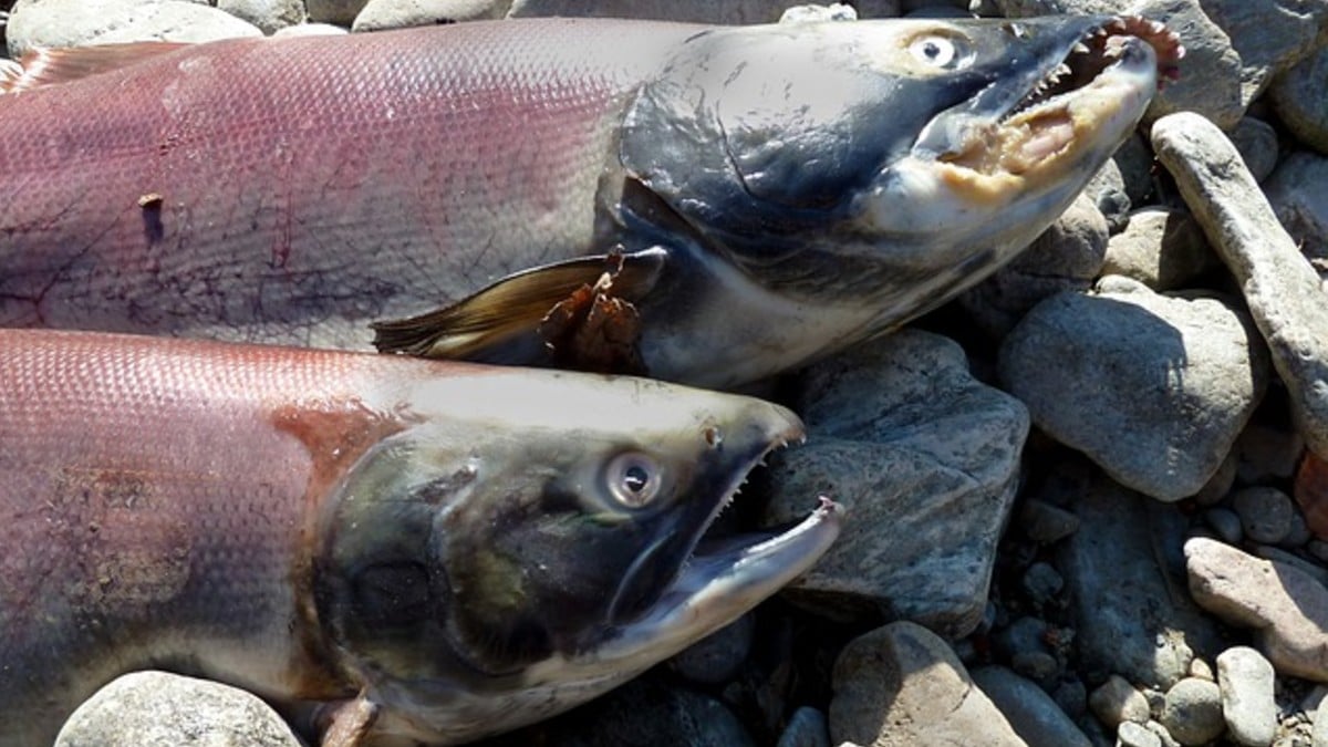 Sernapesca anuncia que los 875 mil salmones de Reloncavi no están aptos para consumo humano