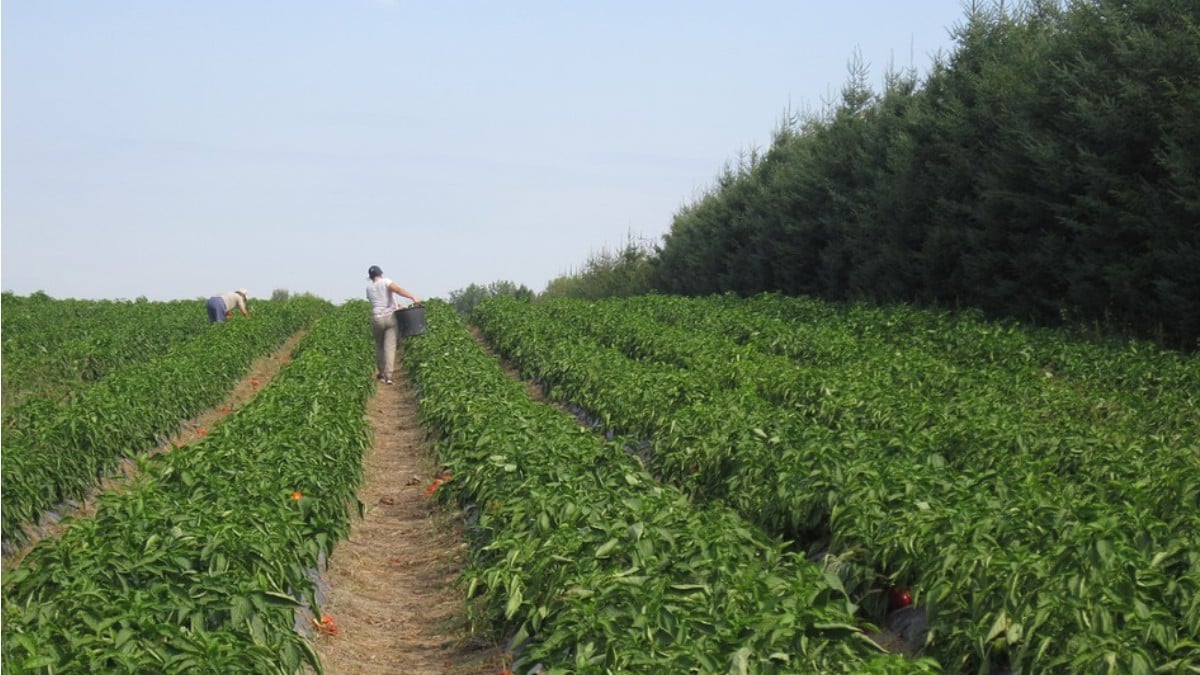 Estudio revela que salinización del suelo pone en peligro la agricultura del planeta