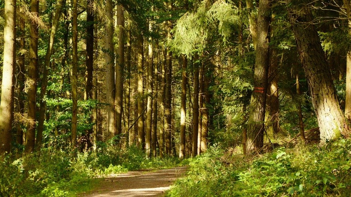 Conozca la importancia medioambiental de los bosques