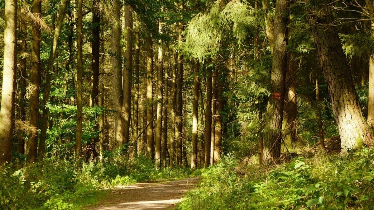 Conozca la importancia medioambiental de los bosques