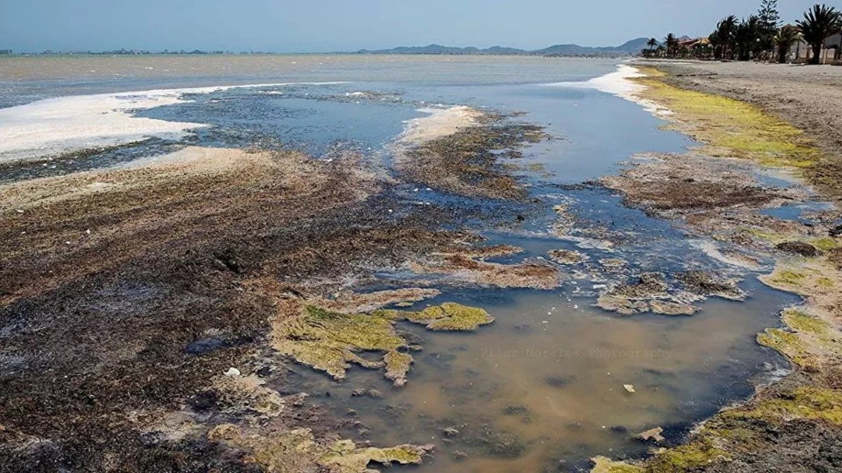 Mar Menor: crónicas de un ecocidio anunciado