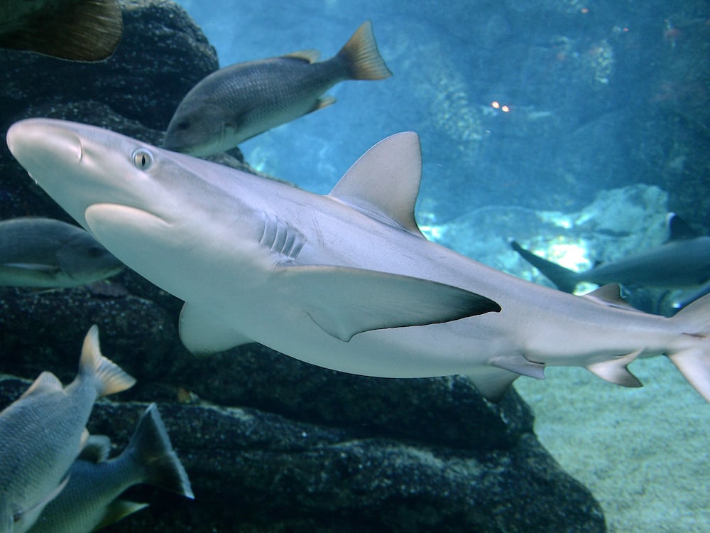 Hallan un tiburón sin piel y sin dientes en aguas del Mediterráneo