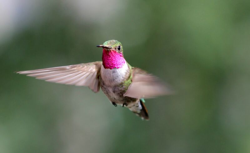 Los colibríes pueden ver colores inimaginables para los humanos