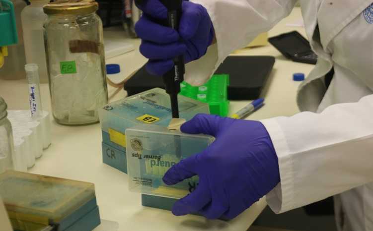 Magallanes: desarrollarán un test para medir la infección por COVID-19 con un gusano