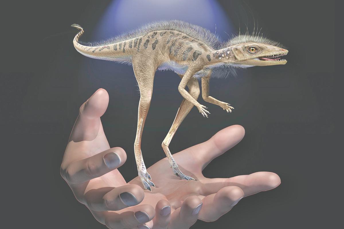 Hallan fósil de un pequeño ancestro de los dinosaurios que cabe en la palma de una mano