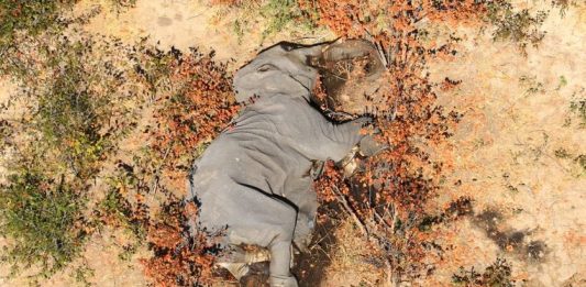 elefante muerto