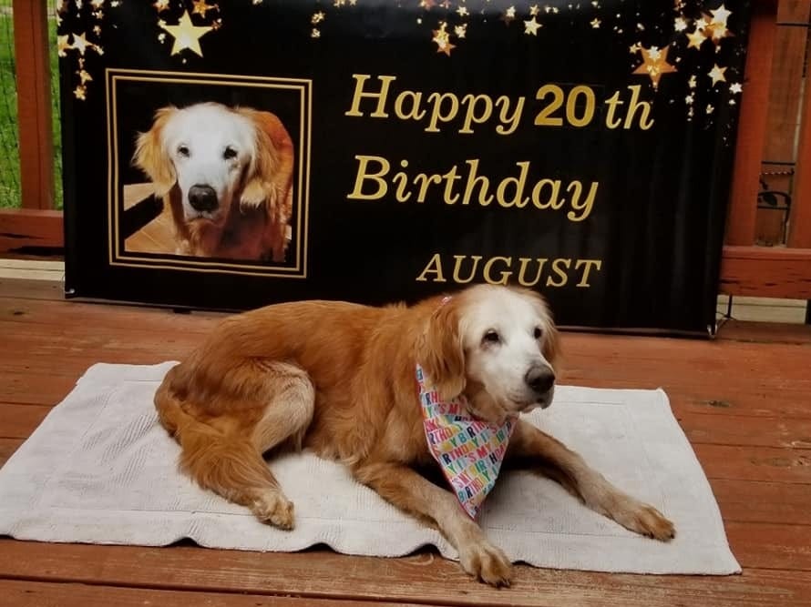 (+Video) Un perro golden retriever rompió todos los récords de longevidad