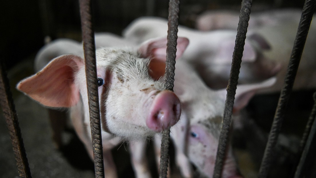 Brasil: detectan variante de gripe porcina que tiene un potencial pandémico
