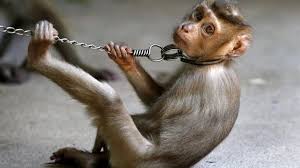 VIDEO de PETA: denuncia la esclavitud de monos por la industria ...