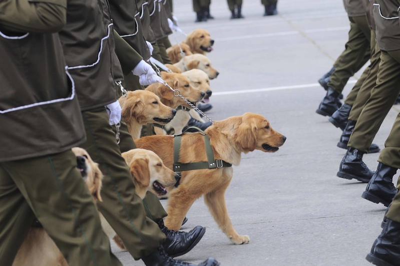 Entrenan a perros de Carabineros para detectar a personas contagiadas con Covid-19: Tendrían un 95% de efectividad