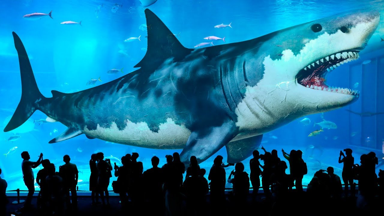 Descubren que el tiburón más grande del mundo tiene dientes en los ojos