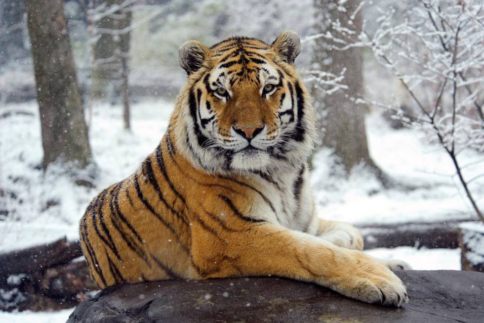 La población del tigre del Amur aumenta en Rusia de 500 a 580 en 15 años