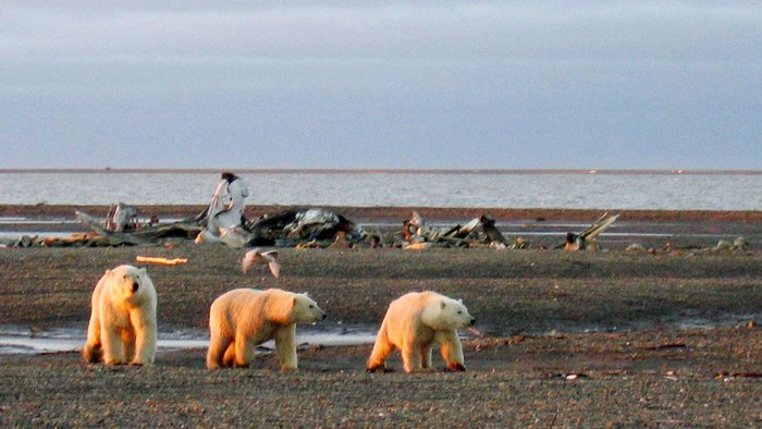 Osos polares en peligro de muerte: Trump autoriza extracción petrolera en el Ártico de Alaska