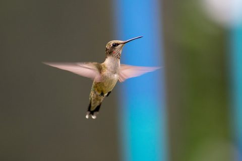 (Video) Científicos descubren cómo los colibríes pueden atravesar cascadas