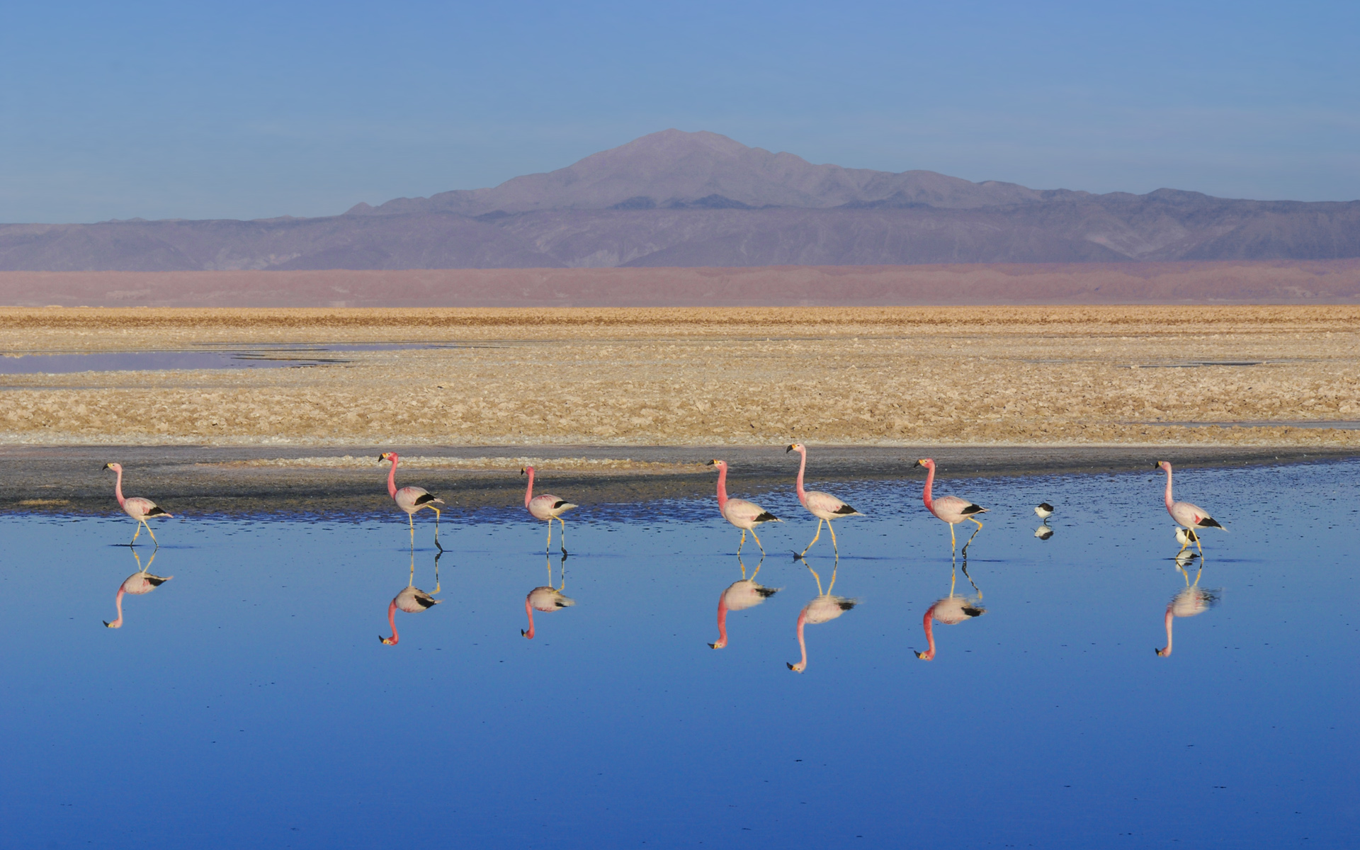 Las implicancias del desistimiento de la SMA en litigio por graves daños ambientales de SQM al Salar de Atacama