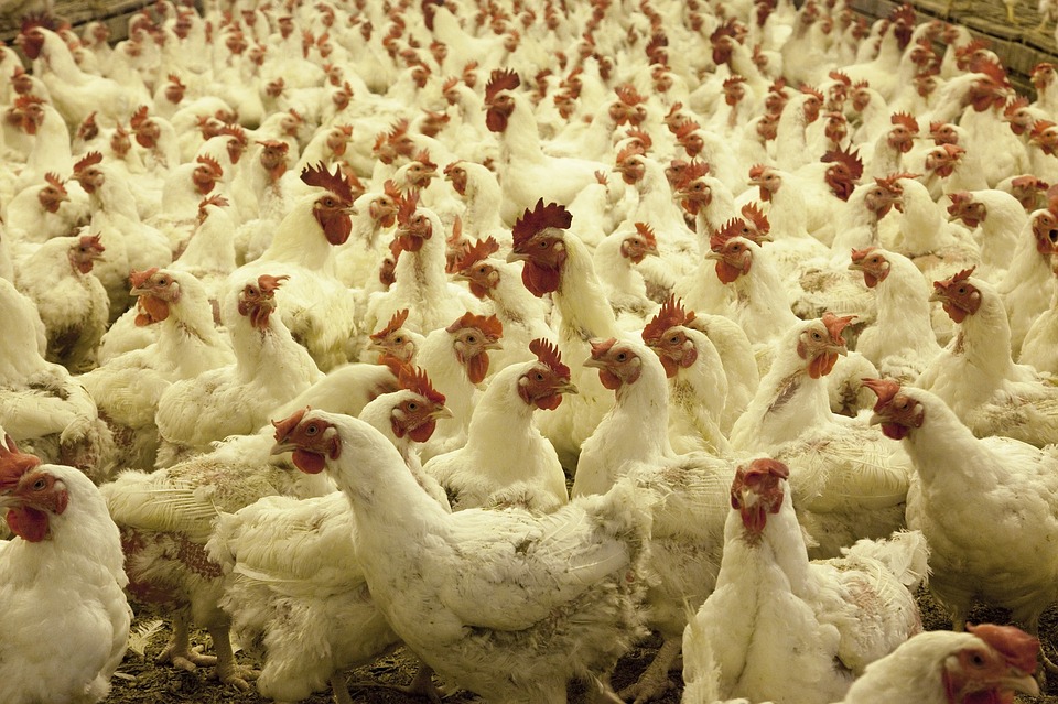 China detecta coronavirus en lote de alas de pollo procedentes de Brasil y Filipinas prohíbe importaciones