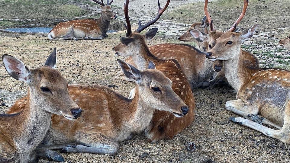 Cientos de ciervos se reúnen en un solo lugar en la ciudad japonesa de Nara
