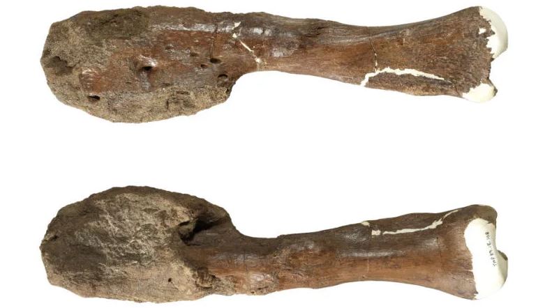 Identifican un agresivo cáncer de hueso en un dinosaurio que vivió hace 76 millones de años