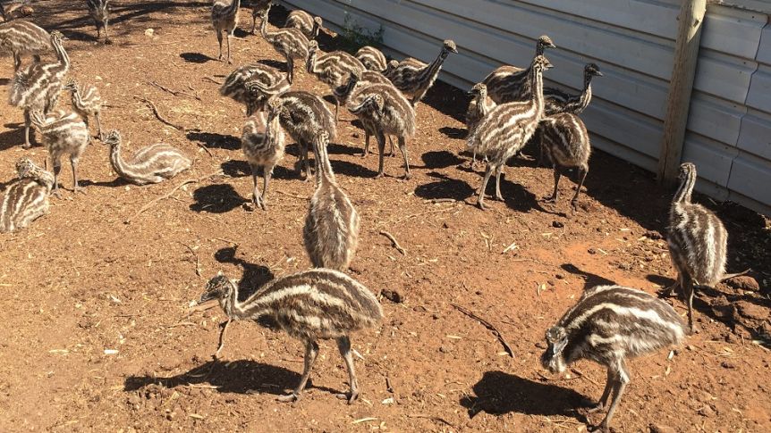 Sacrifican unas 400 mil aves en Australia para frenar propagación de la gripe aviar