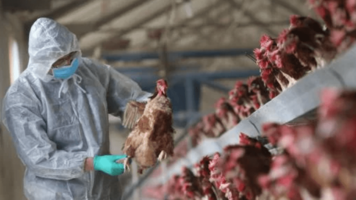 Gripe aviar contagiosa es identificada en Bélgica y Francia
