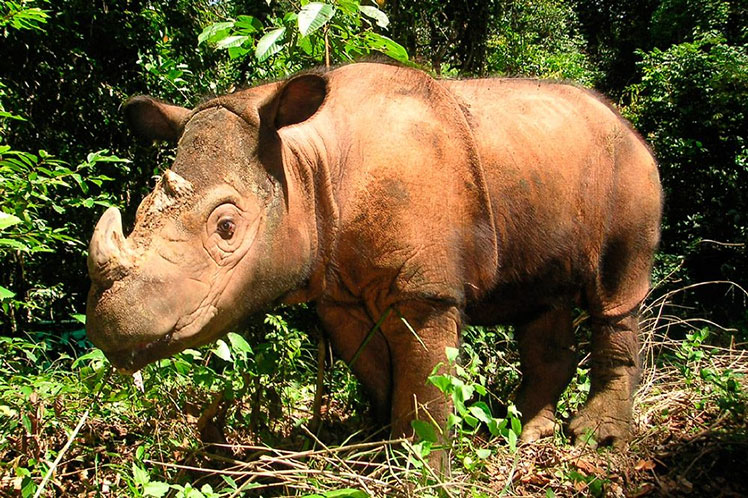 ¿Es posible regenerar una población de rinocerontes completamente extinta?