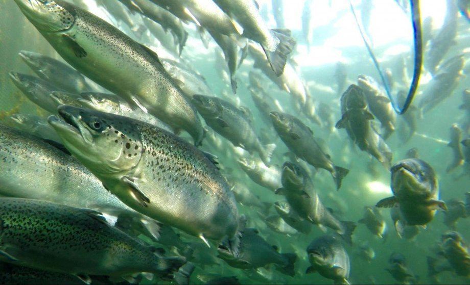 Empresa salmonera reporta muerte de 300 mil peces en centro de cultivo de la Región de Los Lagos