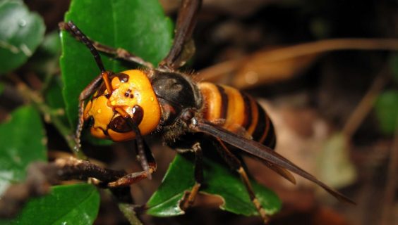 Un estudio revela que radiación de celulares puede estar matando insectos