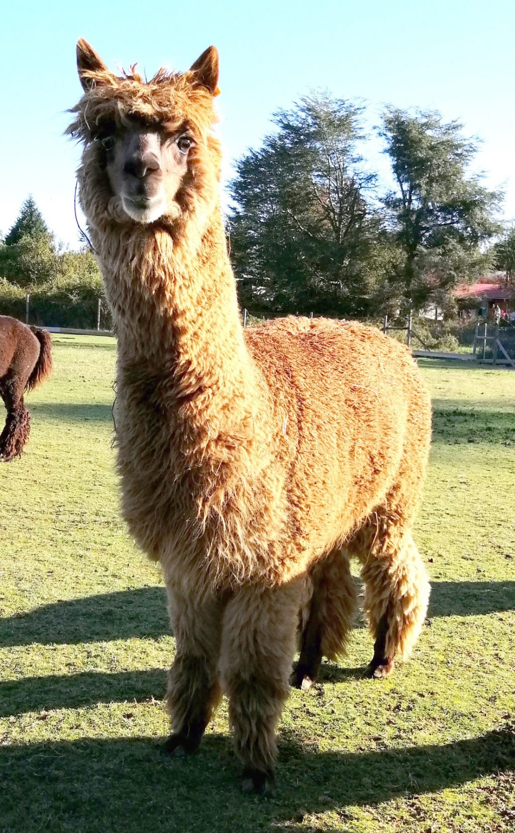 Alpaca