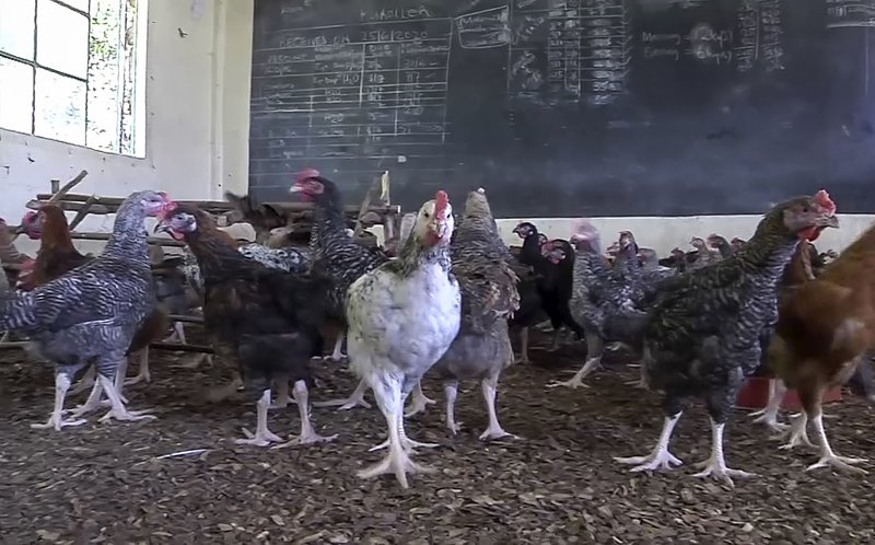 A falta de escolares: En Kenia la pandemia transformó una escuela en gallinero