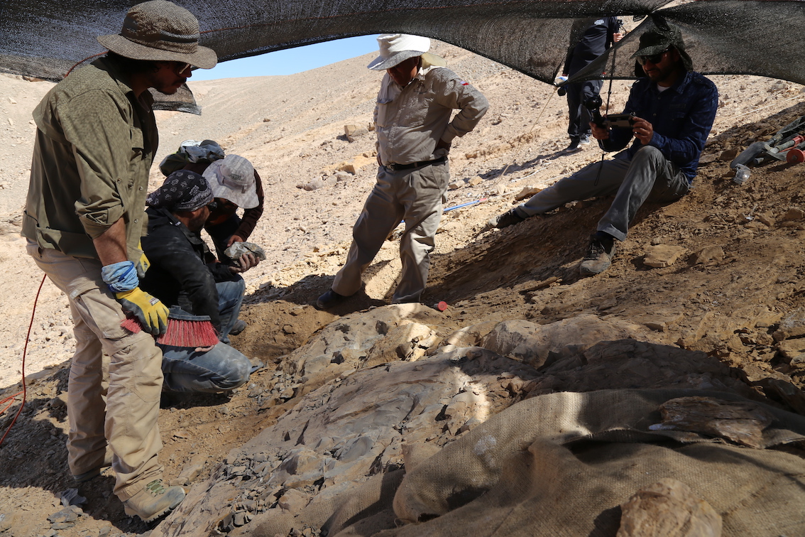 Descubren fósiles de uno de los mayores depredadores marinos del Jurásico en el Desierto de Atacama