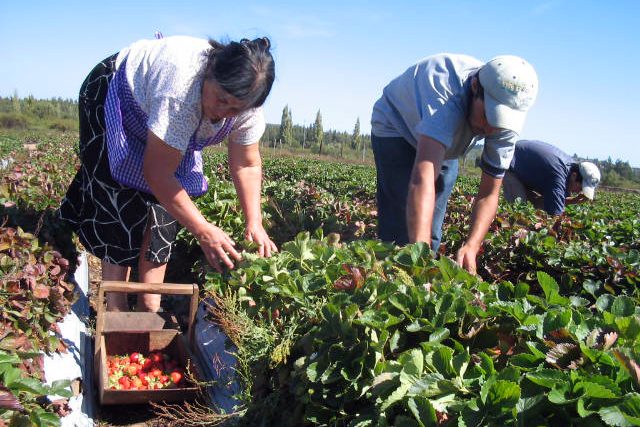 Congreso: Avanza proyecto que «reestructura» el Ministerio de Agricultura