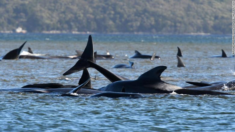 En Australia intentan rescatar a 270 ballenas varadas en un banco de arena