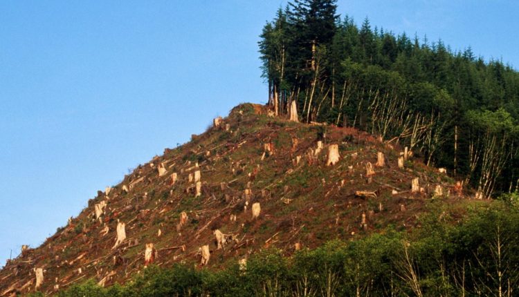 Deforestación de bosque nativo: Denuncian grave incumplimiento de Conaf a resolución de Contraloría